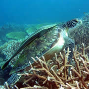 scuba diving and padi dive courses in the philippines