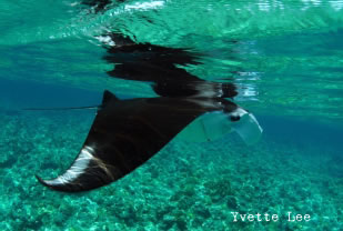 manta palau