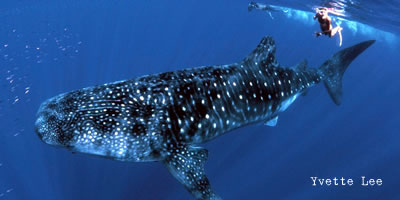 whale shark