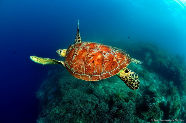 turtles are a common sight on dive safaris