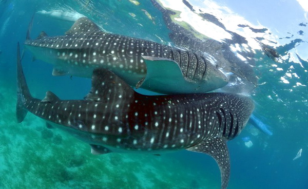 walhaie bei tauchsafari philippinen