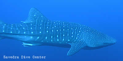 whale sharks