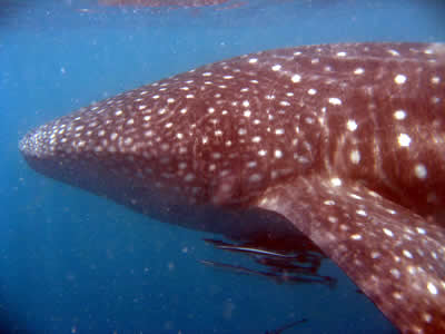 whale shark moalboal