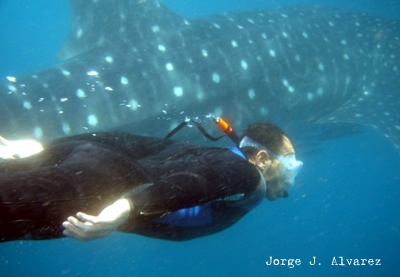 whale shark
