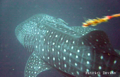 whale sharks philippines