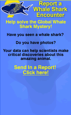 whale shark project