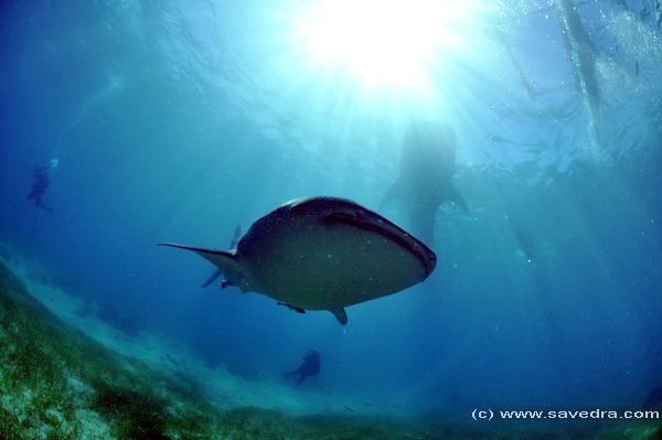 walhaie und taucher cebu philippinen