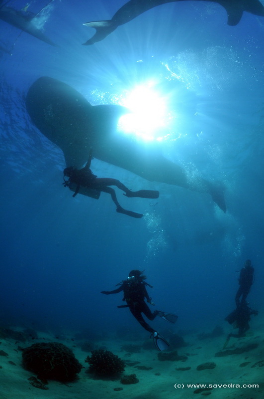 walhaie und taucher in cebu