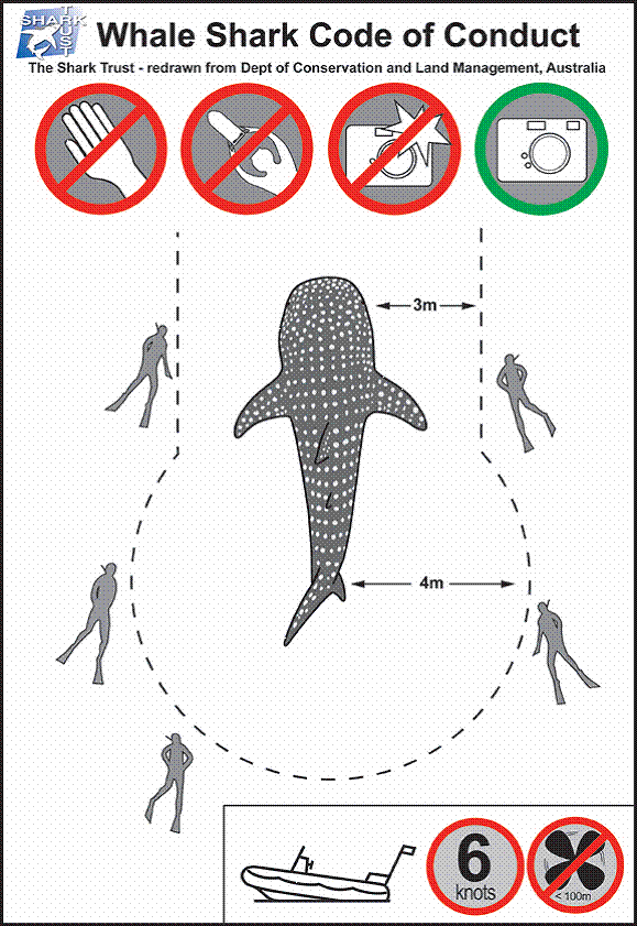 Whale Sharks Code of Conduct