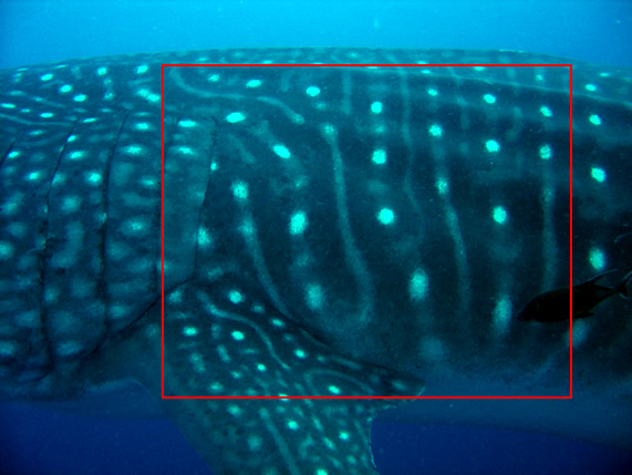 whale shark cebu