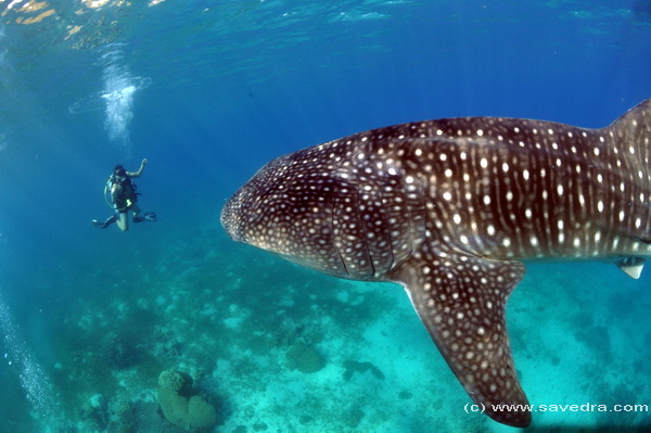 whale shark encounter in cebu philippines - savedra dive center